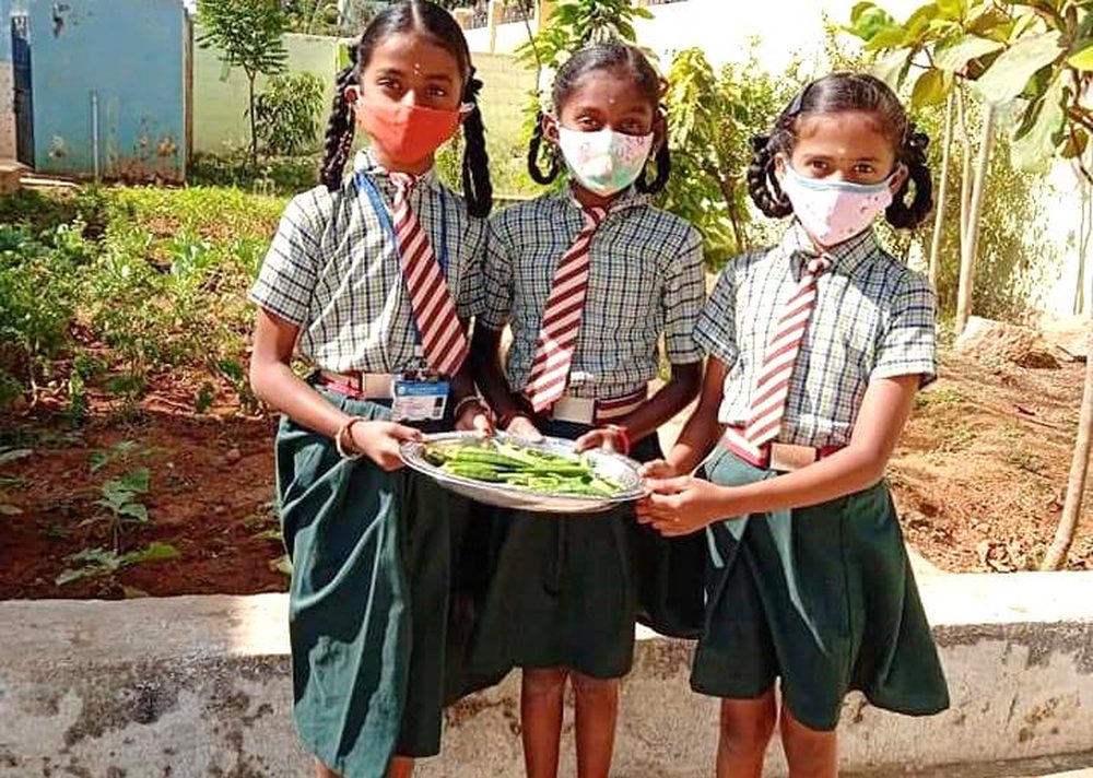 Schoolgirls harvesting okra from a school garden