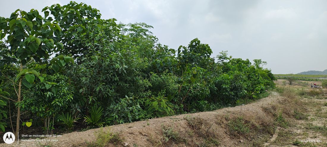 A thriving Miyawaki canopy