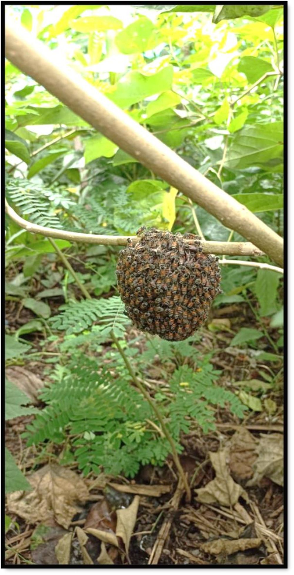 Wild honeybee hive in a Miyawaki forest