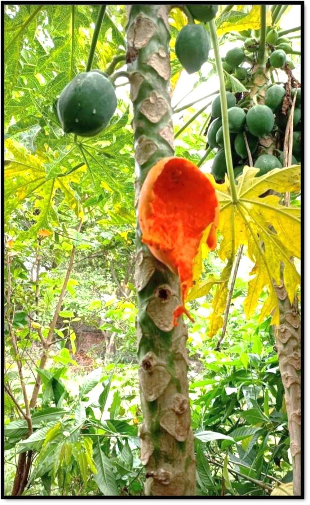 Papaya fruit growing in a created forest
