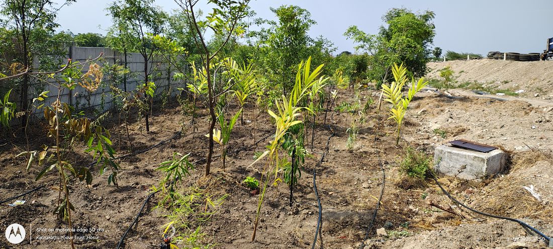 RE Sustainability Miyawaki forest