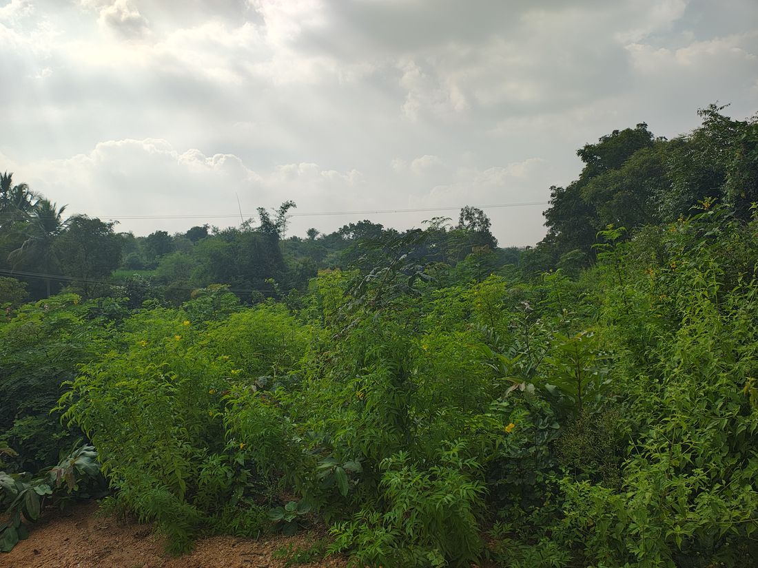 25,000-sapling Miyawaki forest