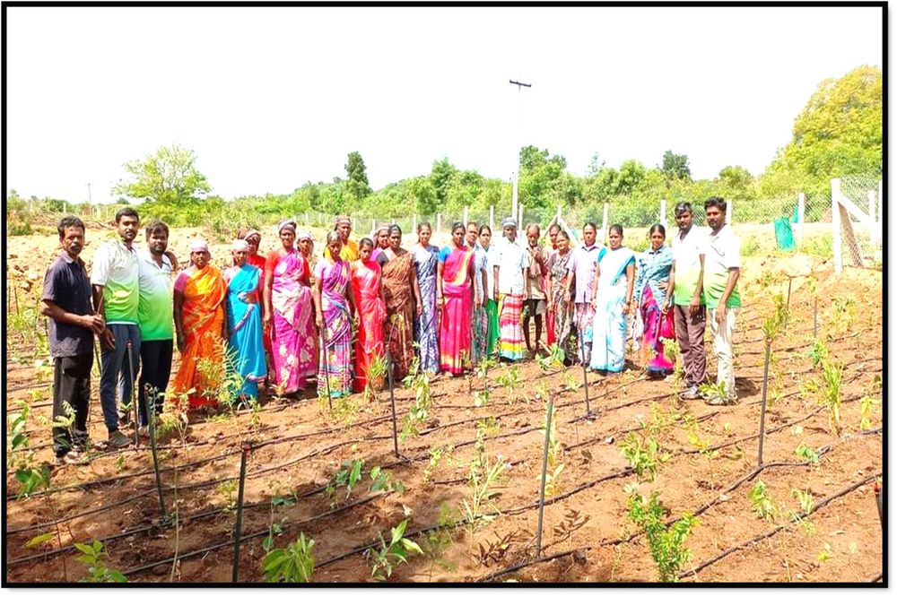 Volunteers planting saplings together