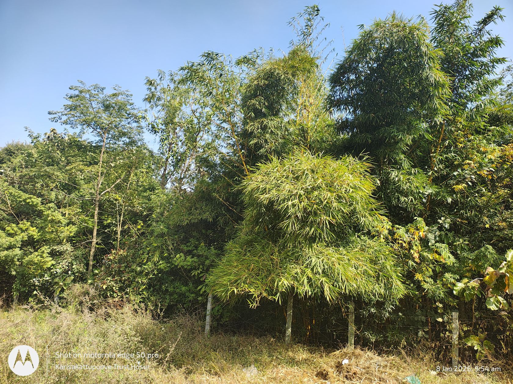 Lush Miyawaki forest grown by Karisakattu Poove Trust in Hosur